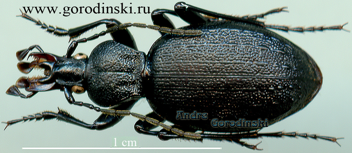 http://www.gorodinski.ru/carabidae/Cychrus thibetanus thibetanus.jpg